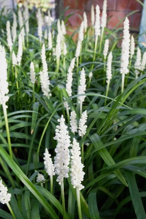 Monroe's White Liriope - Lilyturf - 10 Count Flat of Pint Pots Monroe's White Liriope - Lilyturf - 10 Count Flat Of Pint Pots -Garden Plants shop Liriope Monroes White 500x750 1
