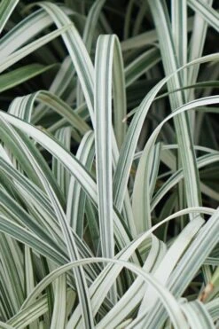 Silver Dragon Liriope - Lilyturf - 18 Count Flats Of Pint Pots -Garden Plants shop Liriope Silver Dragon 11