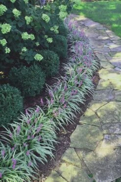 Silvery Sunproof Variegated Liriope - Lilyturf - 3 Pack Of Pint Pots -Garden Plants shop Liriope Silvery Sunproof 15