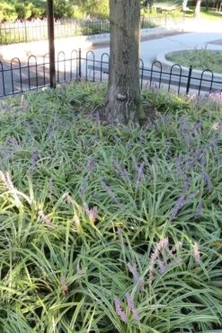 Variegated Liriope - Lilyturf - 72 Pack Of 3.5" Pint Pots -Garden Plants shop Liriope Variegata 6 1