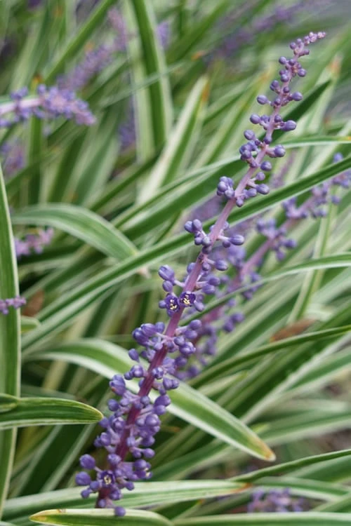 Variegated Liriope - Monkey Grass / Lilyturf - 10 Pack of Pint Pots Variegated Liriope - Monkey Grass / Lilyturf - 10 Pack Of Pint Pots -Garden Plants shop Liriope Variegata 7