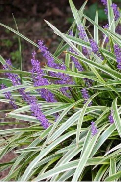 Variegated Liriope - Monkey Grass / Lilyturf - 10 Pack Of Pint Pots 3 Variegated Liriope - Monkey Grass / Lilyturf - 10 Pack Of Pint Pots -Garden Plants shop Liriope Variegated 15