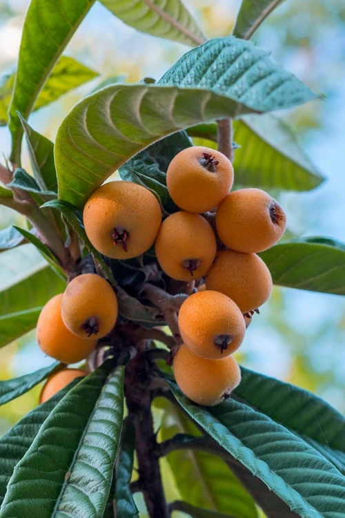 Loquat Tree - Eriobotrya japonica - 5 Gallon Pot Loquat Tree - Eriobotrya Japonica - 5 Gallon Pot -Garden Plants shop Loquat 10