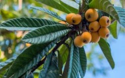Loquat Tree - Eriobotrya Japonica - 5 Gallon Pot 4 Loquat Tree - Eriobotrya Japonica - 5 Gallon Pot -Garden Plants shop Loquat 12