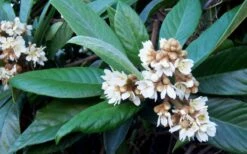 Loquat Tree - Eriobotrya Japonica - 5 Gallon Pot 5 Loquat Tree - Eriobotrya Japonica - 5 Gallon Pot -Garden Plants shop Loquat Tree Flowers