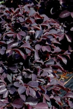 Carolina Midnight Loropetalum - 6 Pack Of 1 Gallon Pots -Garden Plants shop Loropetalum Carolina Midnight 10