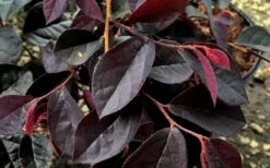 Carolina Midnight Loropetalum - 6 Pack Of 1 Gallon Pots -Garden Plants shop Loropetalum Carolina Midnight Leaves