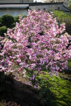 Betty Magnolia Tulip Tree - 3 Gallon Pot -Garden Plants shop Magnolia Betty 7 1