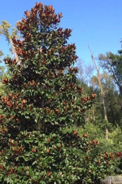 Brackens Brown Beauty Magnolia - 7 Gallon Pot (5-6') -Garden Plants shop Magnolia Bracken Brown Beauty 500x750 2