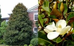 Brackens Brown Beauty Magnolia - 7 Gallon Pot (5-6') -Garden Plants shop Magnolia Brackens Brown Beauty 1 1