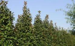 Brackens Brown Beauty Magnolia - 3 Gallon Pot -Garden Plants shop Magnolia Brackens Brown Beauty 6 2