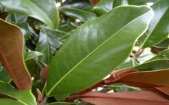 Brackens Brown Beauty Magnolia - 7 Gallon Pot (3-4') -Garden Plants shop Magnolia Brackens Brown Beauty Leaves 3