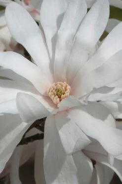 Centennial Star Magnolia - 1 Gallon Pot -Garden Plants shop Magnolia Centennial 11 1