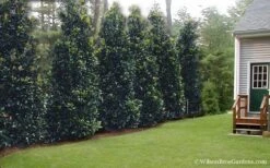 Claudia Wannamaker Southern Magnolia - 5 Gallon Pot -Garden Plants shop Magnolia Claudia Wannamaker 2 3