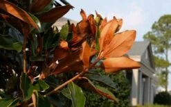 Claudia Wannamaker Southern Magnolia - 5 Gallon Pot -Garden Plants shop Magnolia Claudia Wannamaker 3 3