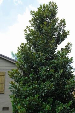 Claudia Wannamaker Southern Magnolia - 5 Gallon Pot -Garden Plants shop Magnolia Claudia Wannamaker 4 3