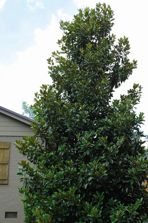 Claudia Wannamaker Southern Magnolia - 7 Gallon Pot (5-6') Claudia Wannamaker Southern Magnolia - 7 Gallon Pot (5-6') -Garden Plants shop Magnolia Claudia Wannamaker 4