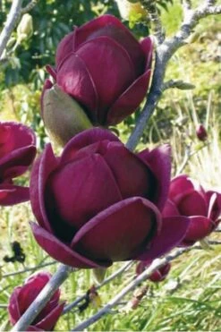 Genie Magnolia Tulip Tree - 3 Gallon Pot -Garden Plants shop Magnolia Genie 10