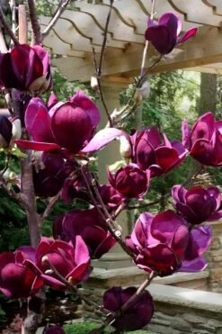 Genie Magnolia Tulip Tree - 3 Gallon Pot -Garden Plants shop Magnolia Genie 4