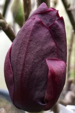 Genie Magnolia Tulip Tree - 3 Gallon Pot -Garden Plants shop Magnolia Genie 8