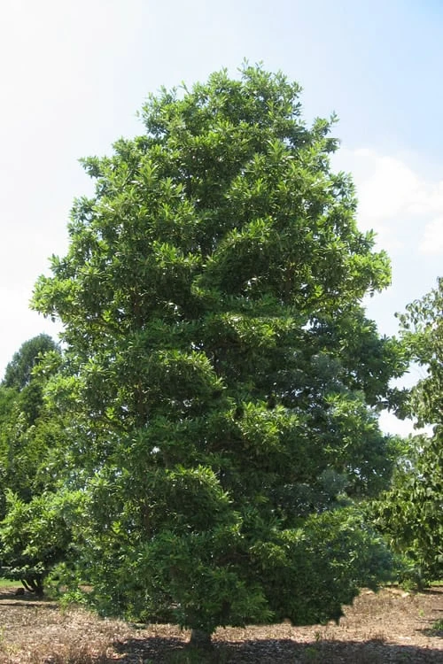 Green Shadow Sweetbay Magnolia Tree (Magnolia virginiana) - 3 Gallon Pot (4-5') Green Shadow Sweetbay Magnolia Tree (Magnolia Virginiana) - 3 Gallon Pot (4-5') -Garden Plants shop Magnolia Green Shadow Sweetbay Mature