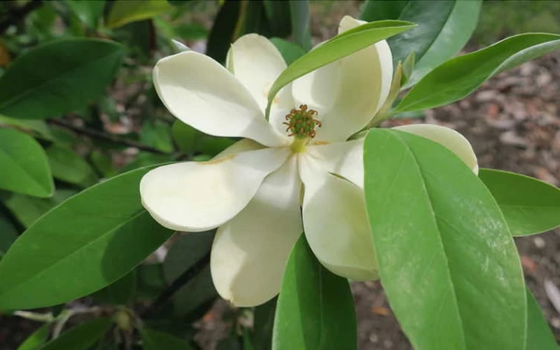 Green Shadow Sweetbay Magnolia Tree (Magnolia virginiana) - 3 Gallon Pot (4-5') Green Shadow Sweetbay Magnolia Tree (Magnolia Virginiana) - 3 Gallon Pot (4-5') -Garden Plants shop Magnolia GreenShadow Sweet Bay Flower 2