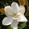 Kay Parris Southern Magnolia - 3 Gallon Pot