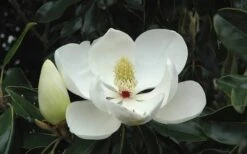 Little Gem Dwarf Southern Magnolia - 3 Gallon Pot (2.5-3.5') -Garden Plants shop Magnolia Little Gem Bloom 2 1
