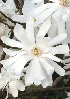 Royal Star Magnolia - 1 Gallon Pot -Garden Plants shop Magnolia Royal Star 10 2