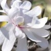 Royal Star Magnolia - 3 Gallon Pot