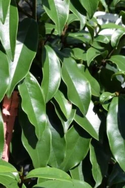 Stellar Ruby Magnolia Single Trunk Tree (Banana Shrub Hybrid) - 7 Gallon Pot (4-5') -Garden Plants shop Magnolia Stellar Ruby 2 2
