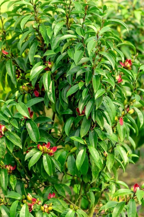 Stellar Ruby Magnolia x Figo - Banana Shrub Hybrid - 7 Gallon Pot (3-4') Stellar Ruby Magnolia X Figo - Banana Shrub Hybrid - 7 Gallon Pot (3-4') -Garden Plants shop Magnolia Stellar Ruby 4 1