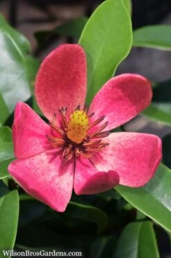 Stellar Ruby Magnolia X Figo - Banana Shrub Hybrid - 7 Gallon Pot (2-3')
