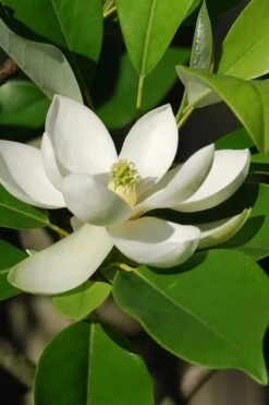 Southern Sweetbay Swamp Magnolia (M.v.australis) - 5 Gallon Pot 6 Southern Sweetbay Swamp Magnolia (M.v.australis) - 5 Gallon Pot -Garden Plants shop Magnolia Sweet Bay 10 2