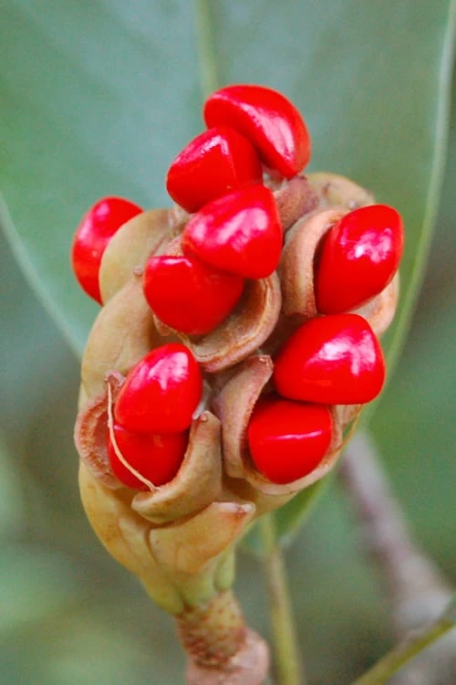 Southern Sweetbay Swamp Magnolia (M.v.australis) - 5 Gallon Pot Southern Sweetbay Swamp Magnolia (M.v.australis) - 5 Gallon Pot -Garden Plants shop Magnolia Sweet Bay 14 2