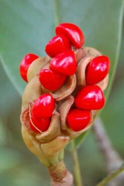 Sweetbay Magnolia (Single Trunk Tree Form) - 7 Gallon Pot (5-6') -Garden Plants shop Magnolia Sweet Bay 14