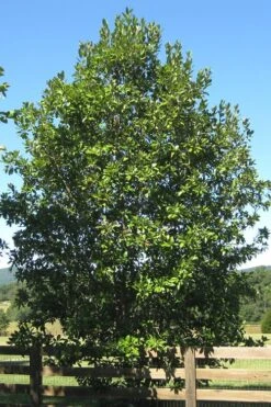 Sweetbay Magnolia (Single Trunk Tree Form) - 7 Gallon Pot (5-6') -Garden Plants shop Magnolia Sweet Bay 17