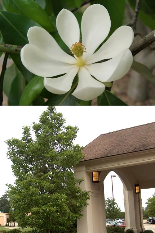 Southern Sweetbay Swamp Magnolia (M.v.australis) - 5 Gallon Pot Southern Sweetbay Swamp Magnolia (M.v.australis) - 5 Gallon Pot -Garden Plants shop Magnolia Sweetbay 2 500x750 3