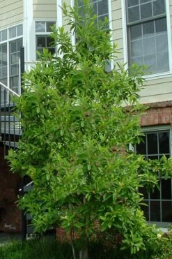 Northern Belle Sweetbay Magnolia Tree (Magnolia Virginiana) - 7 Gallon Pot (5-6') -Garden Plants shop Magnolia Sweetbay Northern Belle 2