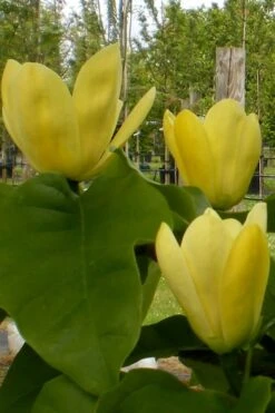 Yellow Bird Magnolia Tulip Tree - 1 Gallon Pot 9 Yellow Bird Magnolia Tulip Tree - 1 Gallon Pot -Garden Plants shop Magnolia Yellow Bird 10 1