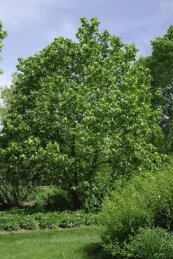 Yellow Bird Magnolia Tulip Tree - 3 Gallon Pot 4 Yellow Bird Magnolia Tulip Tree - 3 Gallon Pot -Garden Plants shop Magnolia Yellow Bird 100