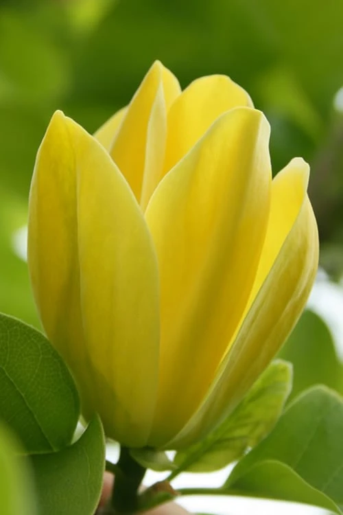 Yellow Bird Magnolia Tulip Tree - 1 Gallon Pot Yellow Bird Magnolia Tulip Tree - 1 Gallon Pot -Garden Plants shop Magnolia Yellow Bird 13 1