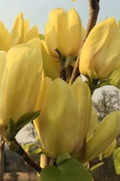 Yellow Bird Magnolia Tulip Tree - 1 Gallon Pot 8 Yellow Bird Magnolia Tulip Tree - 1 Gallon Pot -Garden Plants shop Magnolia Yellow Bird 14 1