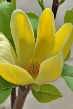 Yellow Bird Magnolia Tulip Tree - 1 Gallon Pot 5 Yellow Bird Magnolia Tulip Tree - 1 Gallon Pot -Garden Plants shop Magnolia Yellow Bird 16 1