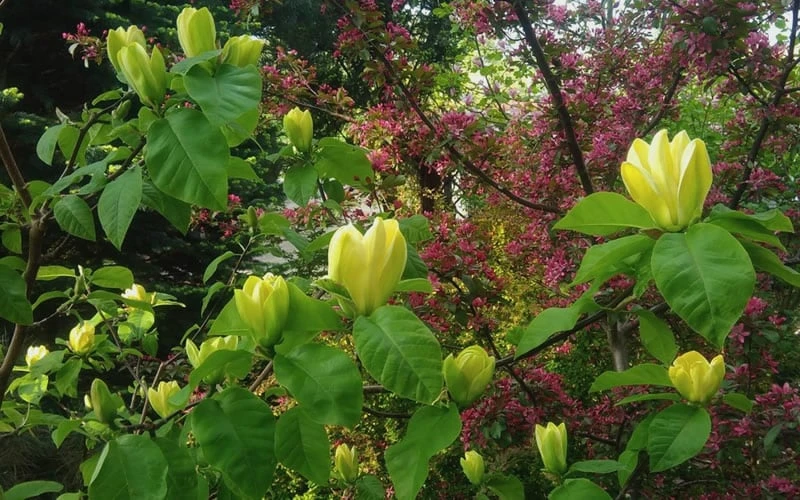 Yellow Bird Magnolia Tulip Tree - 3 Gallon Pot Yellow Bird Magnolia Tulip Tree - 3 Gallon Pot -Garden Plants shop Magnolia Yellow Bird 18
