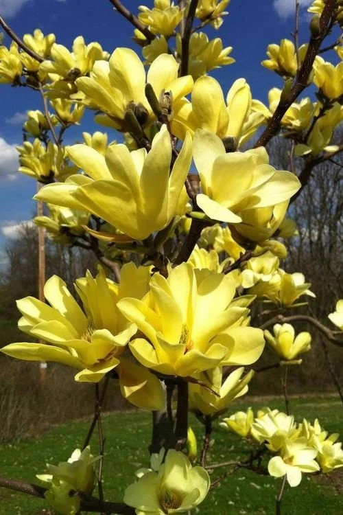 Yellow Bird Magnolia Tulip Tree - 1 Gallon Pot Yellow Bird Magnolia Tulip Tree - 1 Gallon Pot -Garden Plants shop Magnolia Yellow Bird 32 1