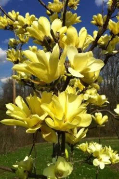 Yellow Bird Magnolia Tulip Tree - 3 Gallon Pot 7 Yellow Bird Magnolia Tulip Tree - 3 Gallon Pot -Garden Plants shop Magnolia Yellow Bird 32
