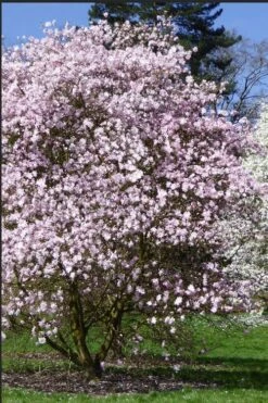 Centennial Blush Star Magnolia - 3 Gallon Pot -Garden Plants shop Magnolia stellata centennial blush 2
