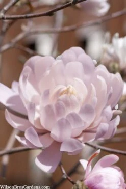 Centennial Blush Star Magnolia - 3 Gallon Pot -Garden Plants shop Magnolia stellata centennial blush 3