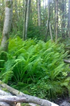 The King Ostrich Fern (Matteuccia Struthiopteris) - 1 Gallon Pot -Garden Plants shop Matteuccia struthiopteris the king ostrich fern 2